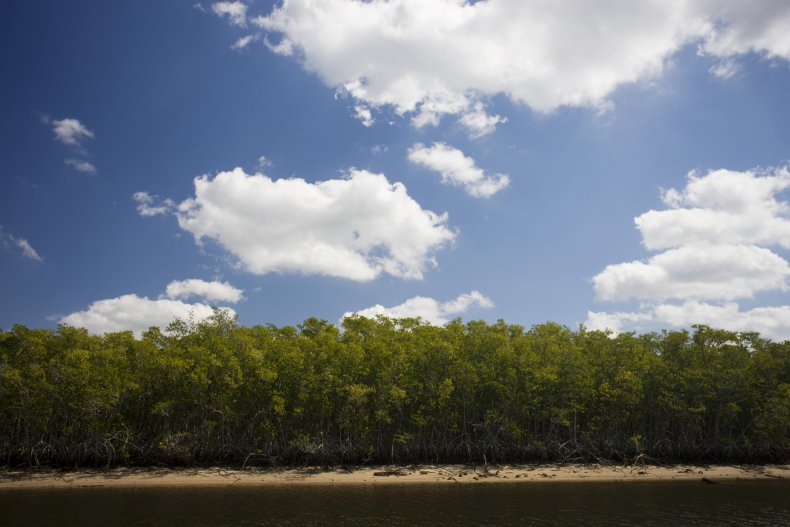 Mangrove forest