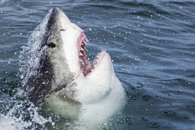 great white shark
