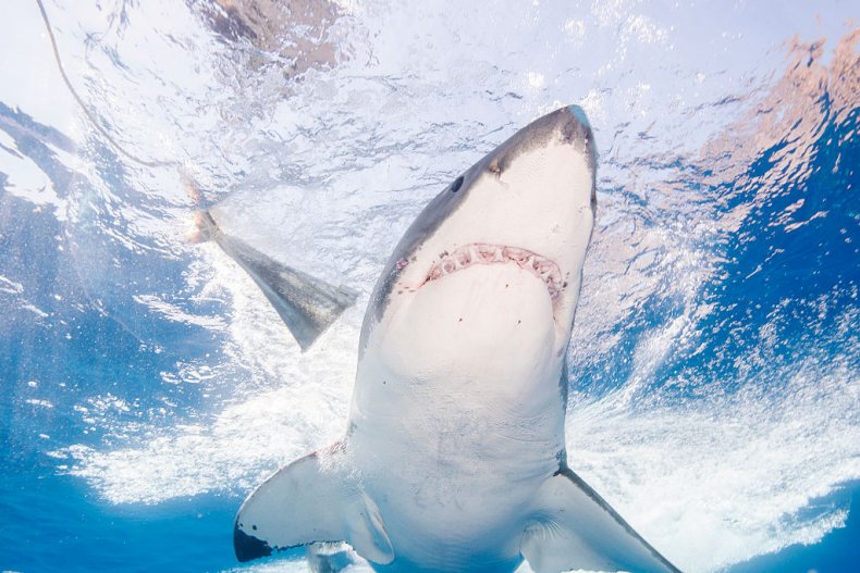 Great White Shark