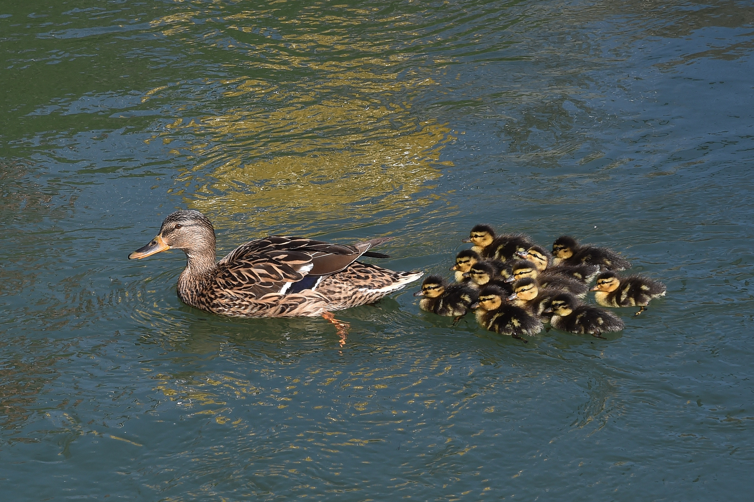 These Orphaned Ducklings Needed A Mother And Stella Didn T Hesitate