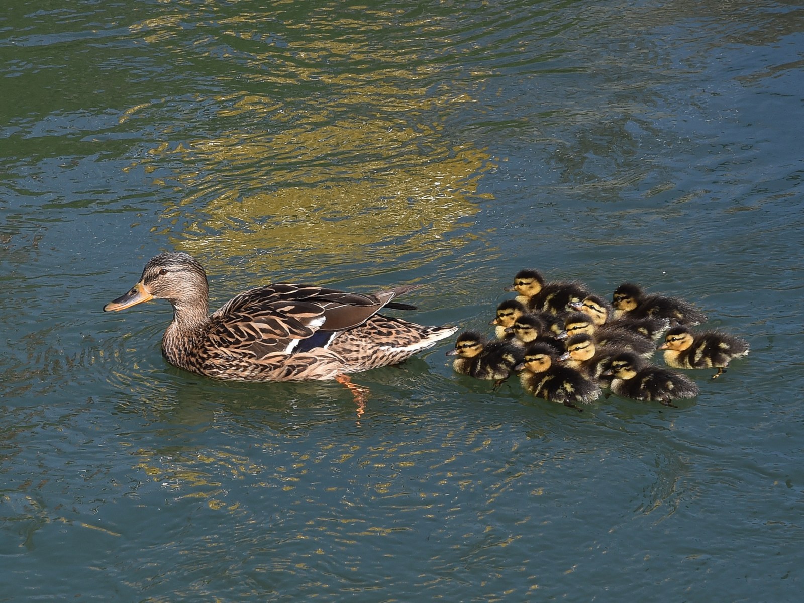 These Orphaned Ducklings Needed a Mother and Stella Didn't Hesitate