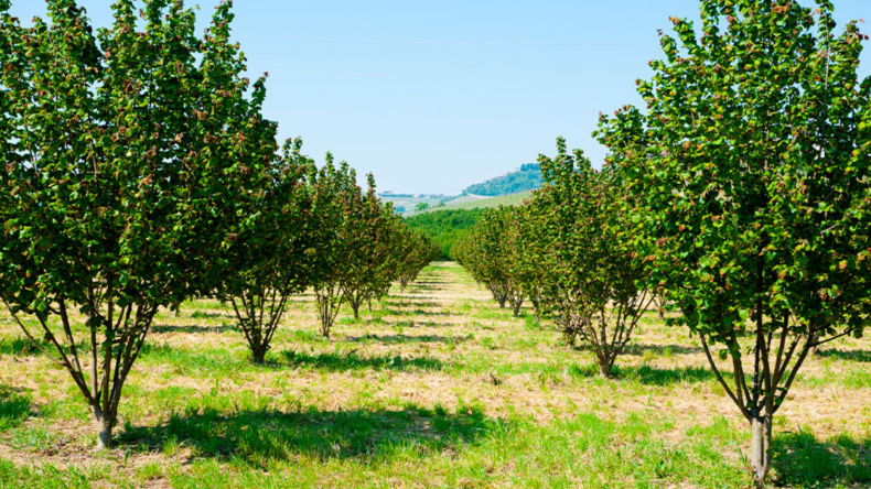 Newsweek AMPLIFY - FarmTogether's Innovative Platform Newsweek AMPLIFY - FarmTogether's Innovative Platform