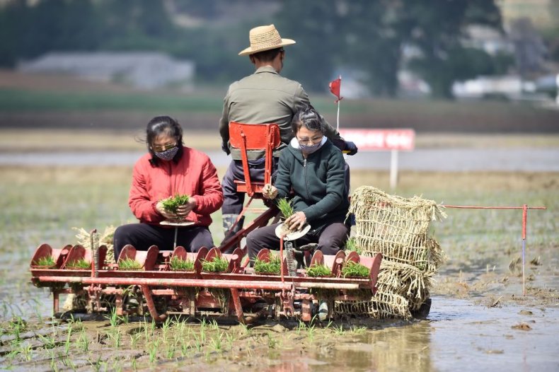 Rice Planters in North Korea