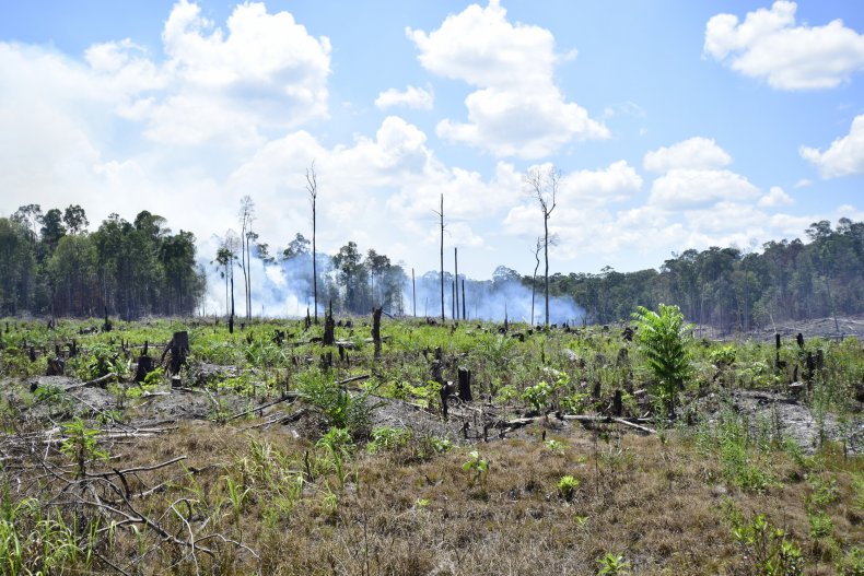deforestation, Indonesia