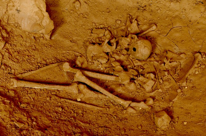human remains, bear nest