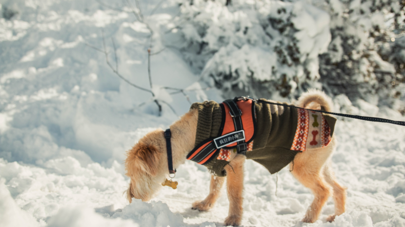 Newsweek Amplify - Harness with the Leash Newsweek Amplify - Harness with the Leash