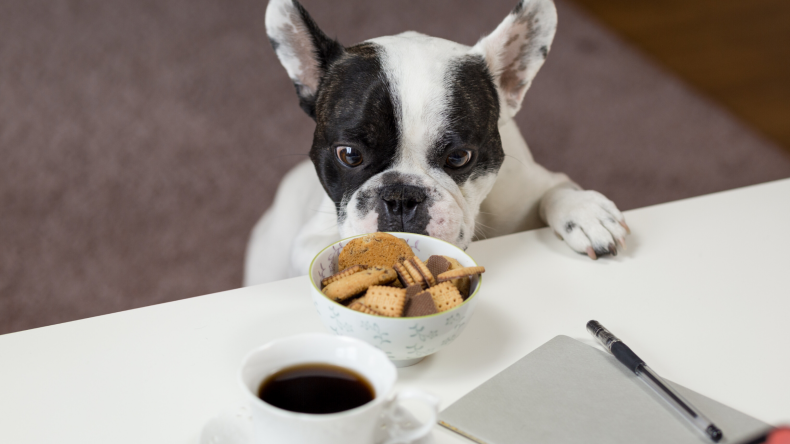 Newsweek Amplify - Dog Food Newsweek Amplify - Dog Food