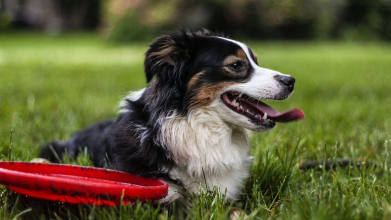 Newsweek Amplify - Dog Toys Newsweek Amplify - Dog Toys
