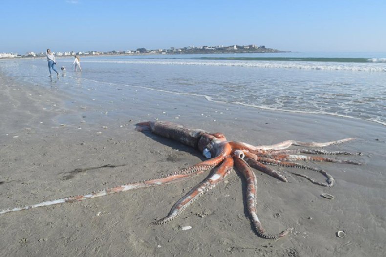 Giant squid