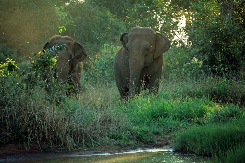 Mara elephant