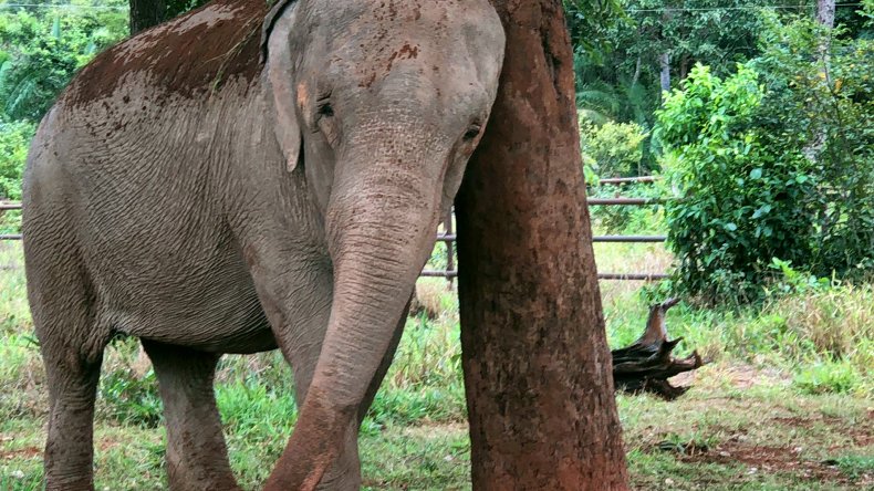 Elephant Evades COVID-19 to Find Sanctuary After Years in Circuses and Zoos Elephant Evades COVID-19 to Find Sanctuary After Years in Circuses and Zoos
