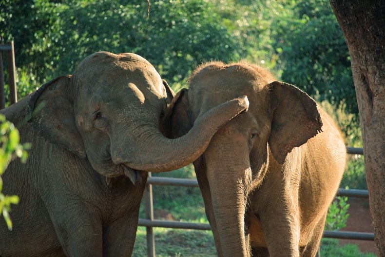 Mara and Rana