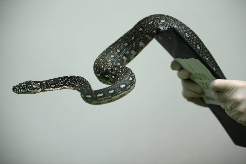 snake-python