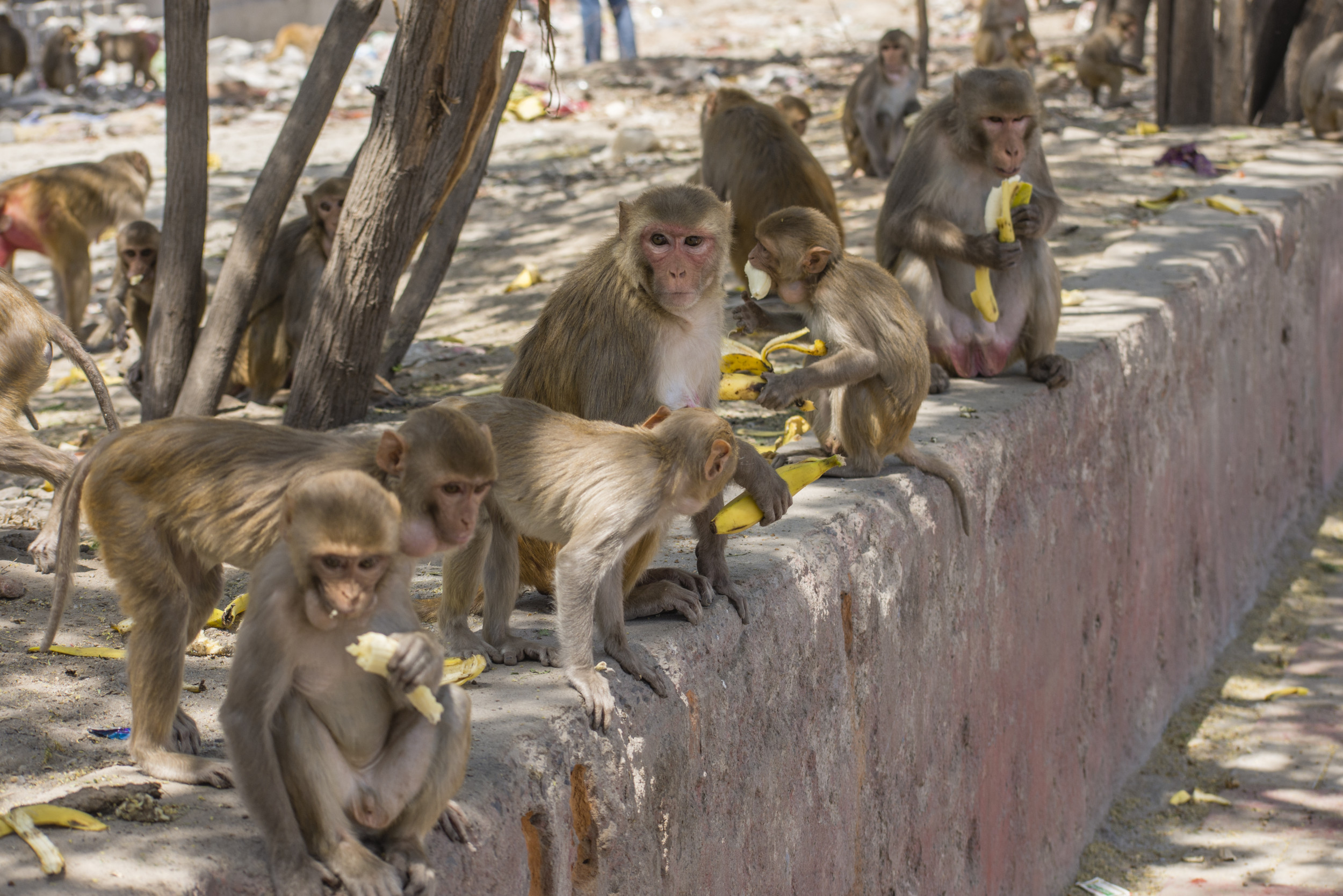 8 мартышки. Восемь обезьян. 8 Лет обезьяна. Проект Monkeys.