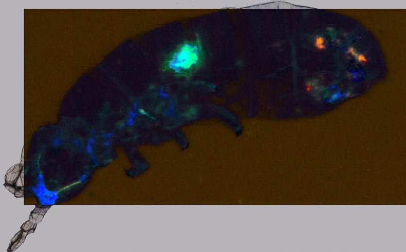 Antarctic springtail, microplastics