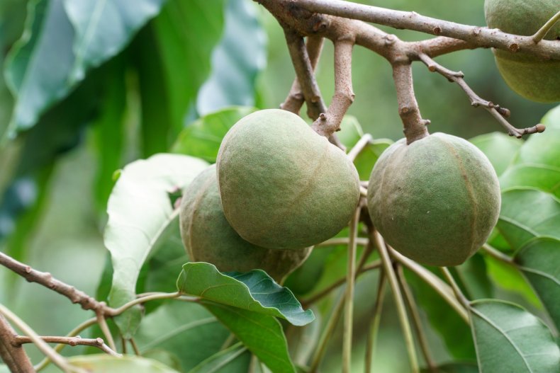 50foods_hawaii