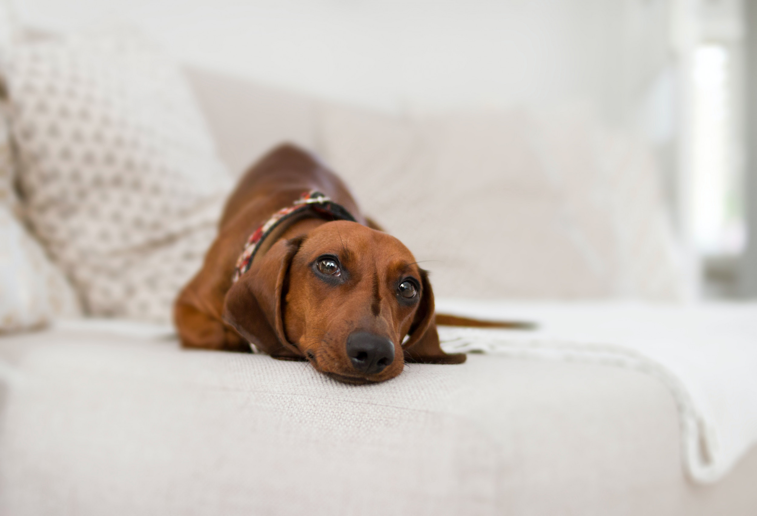 Dog urinating shop on bedding