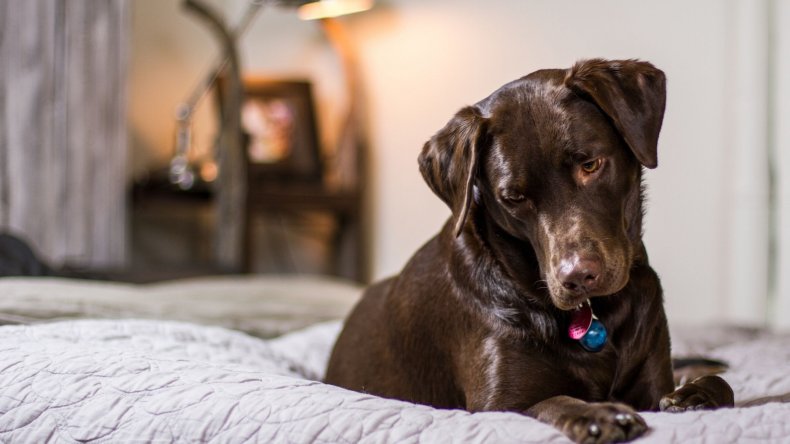Newsweek AMPLIFY Why Dog Peeing on Bed 