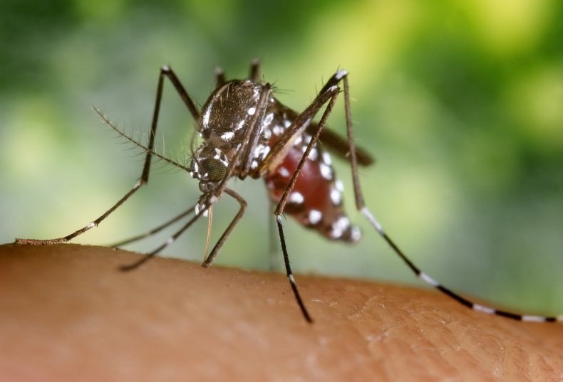 asian tiger mosquitoes