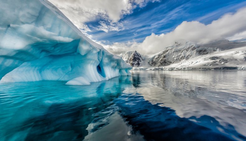 antarctica antarctica