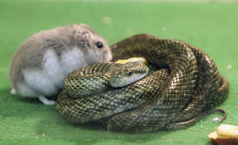 black-rat-snake-ohio