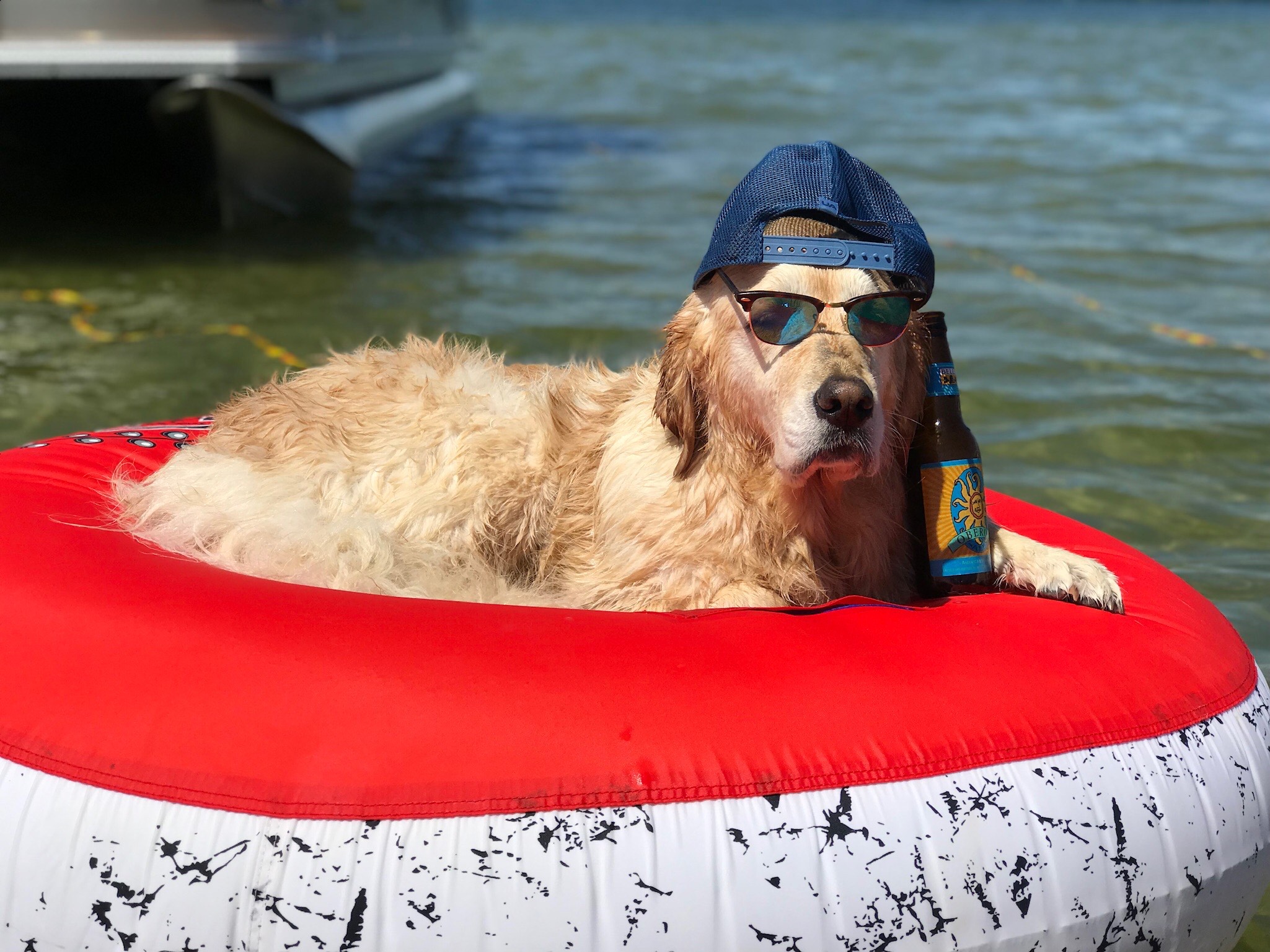 Meet Myla, The Adorable Dog That Falls Asleep In The Pool Every Day