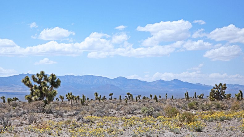 Joshua Trees