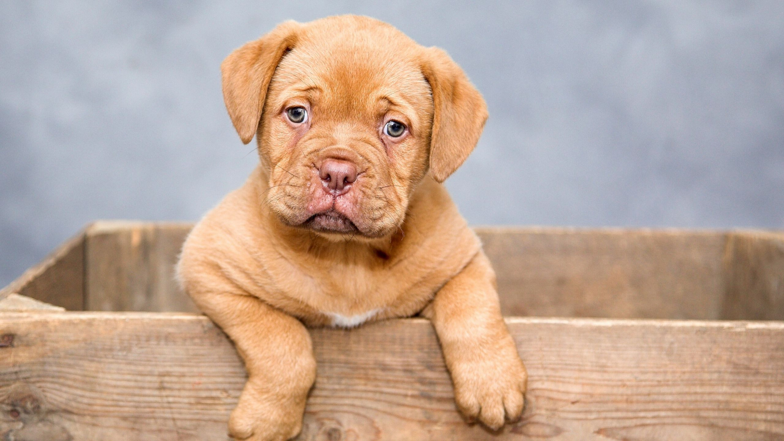 how long does it take for puppy to adjust to new home