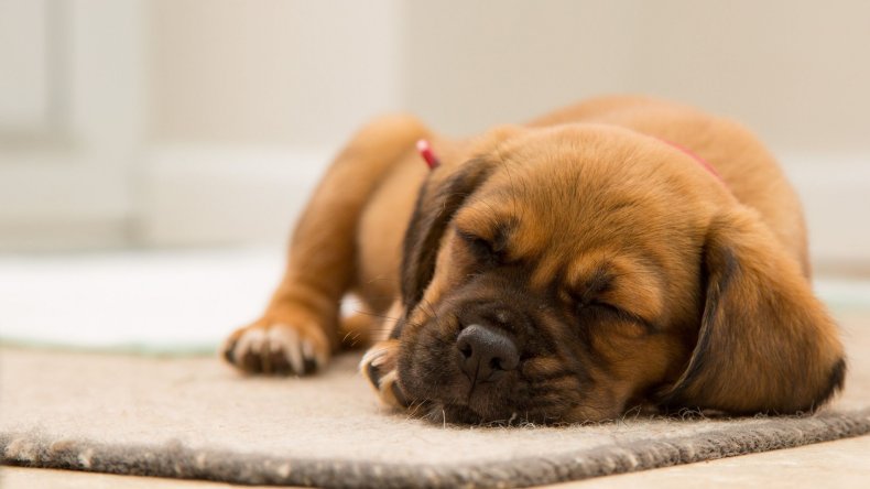 Newsweek AMPLIFY A Guide For New Dogs