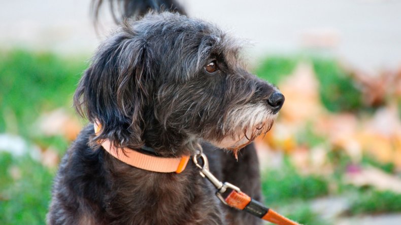 Newsweek AMPLIFY A Guide For New Dogs