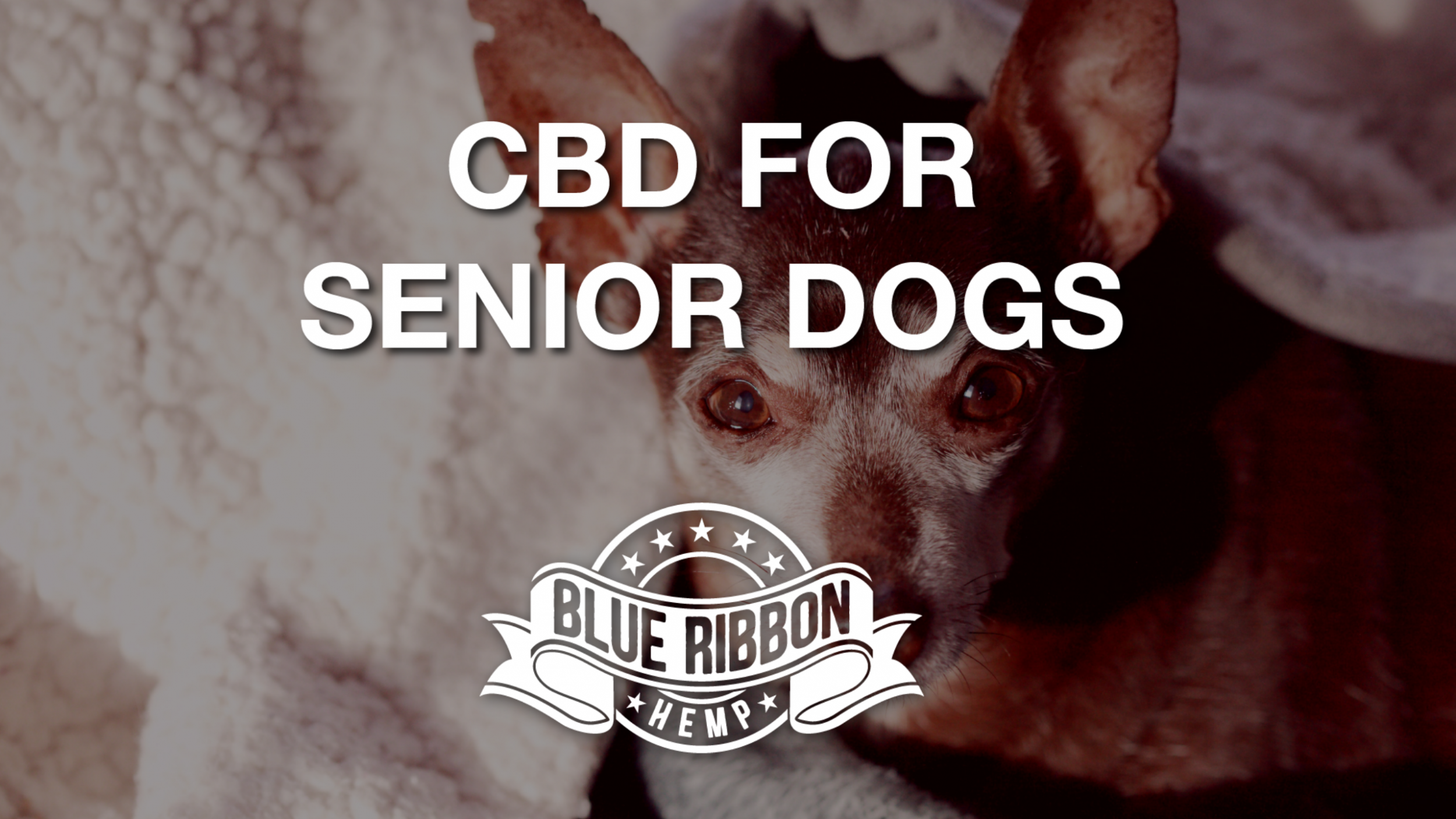 Newsweek AMPLIFY - CBD for Senior Canines