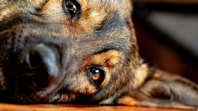 Newsweek Amplify - Dog Chewing Problem