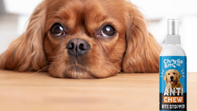 Newsweek Amplify - Dog Chewing Problem