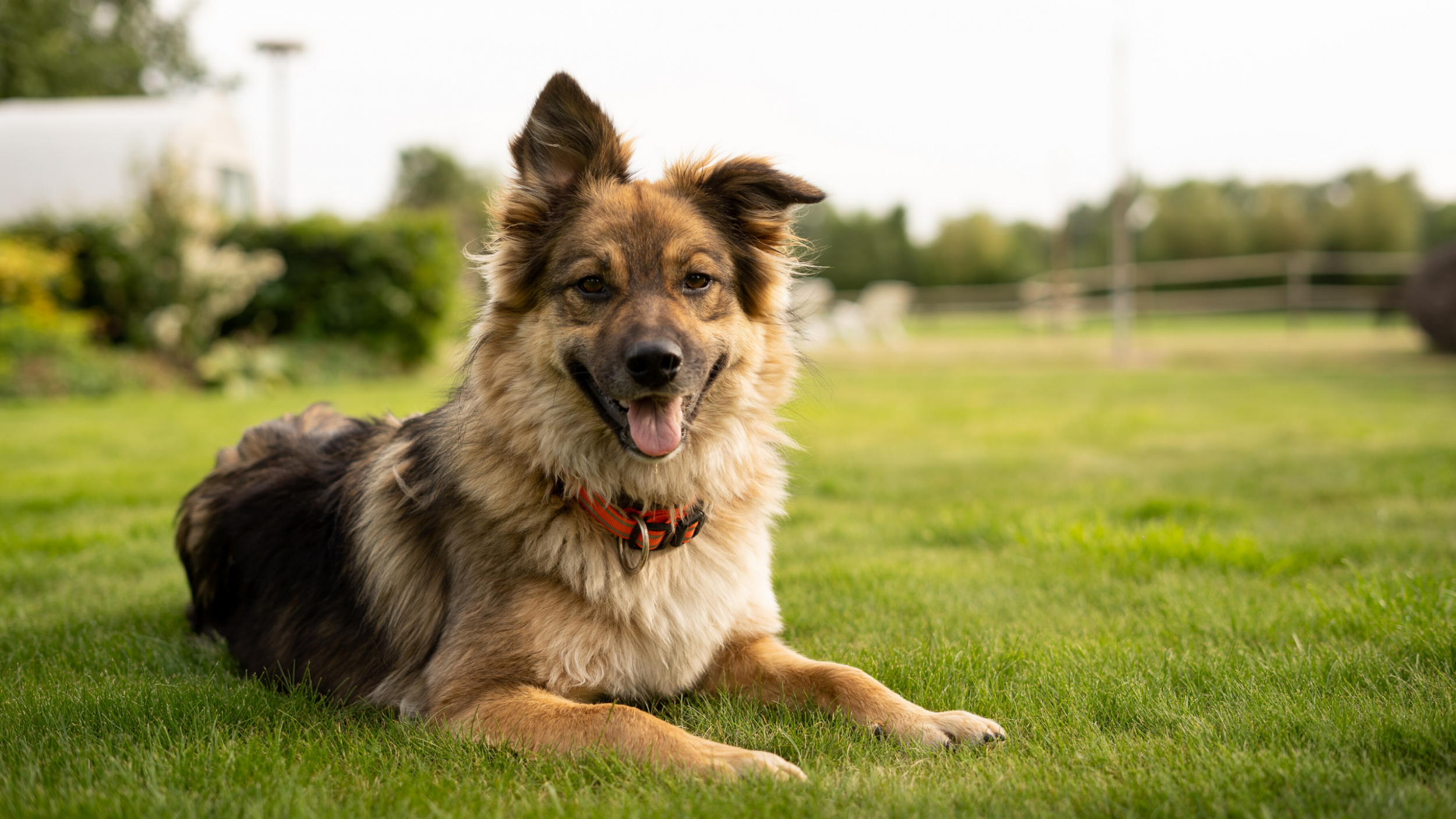 dog chewing fur