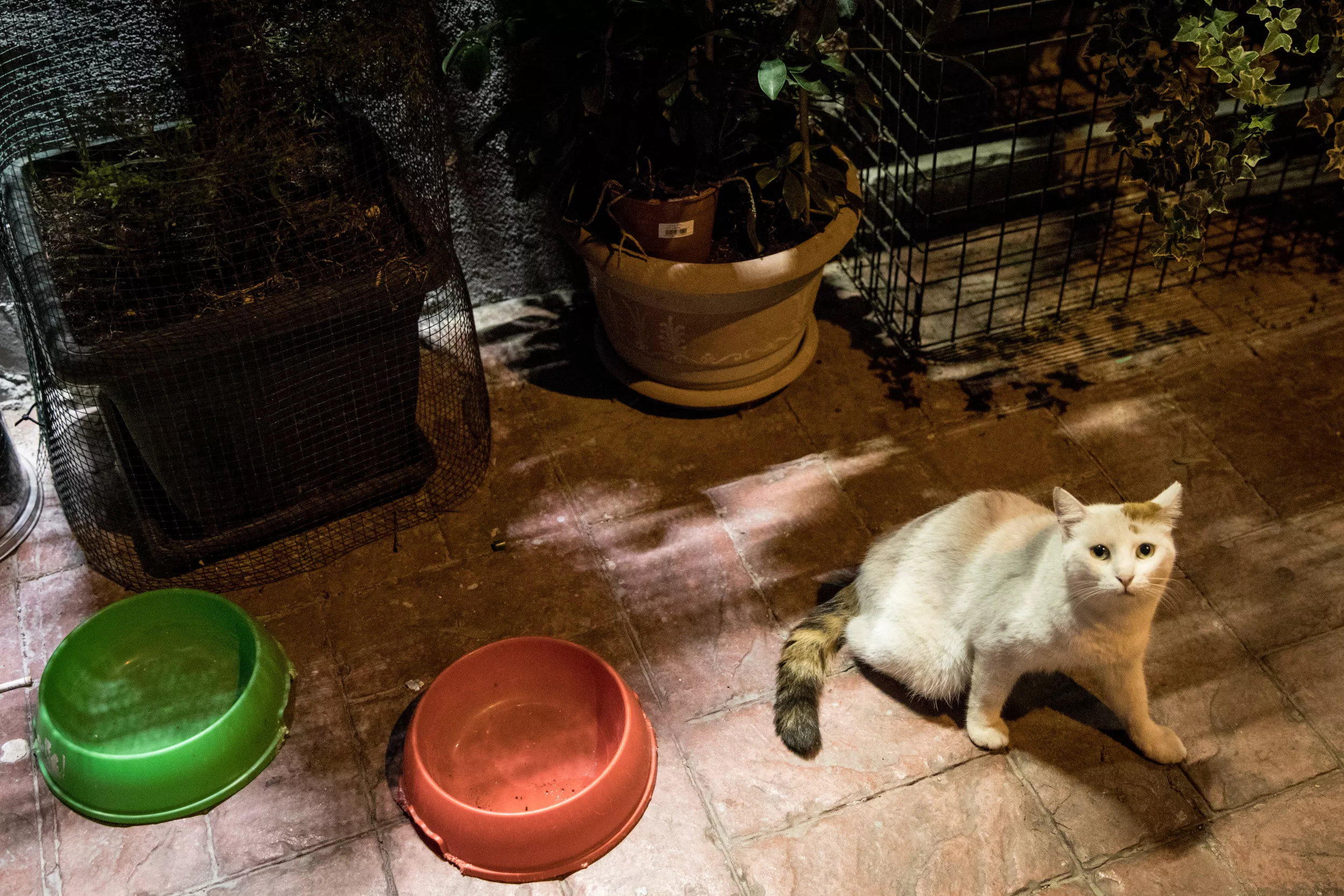 Richiamo di cibo per gatti