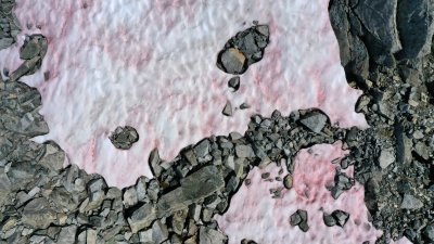 pink snow alps pink snow alps