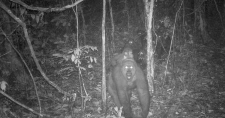 gorillas-camera-trap