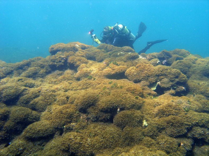 new algae species hawaii