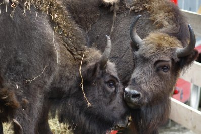 Wild bison U.K.