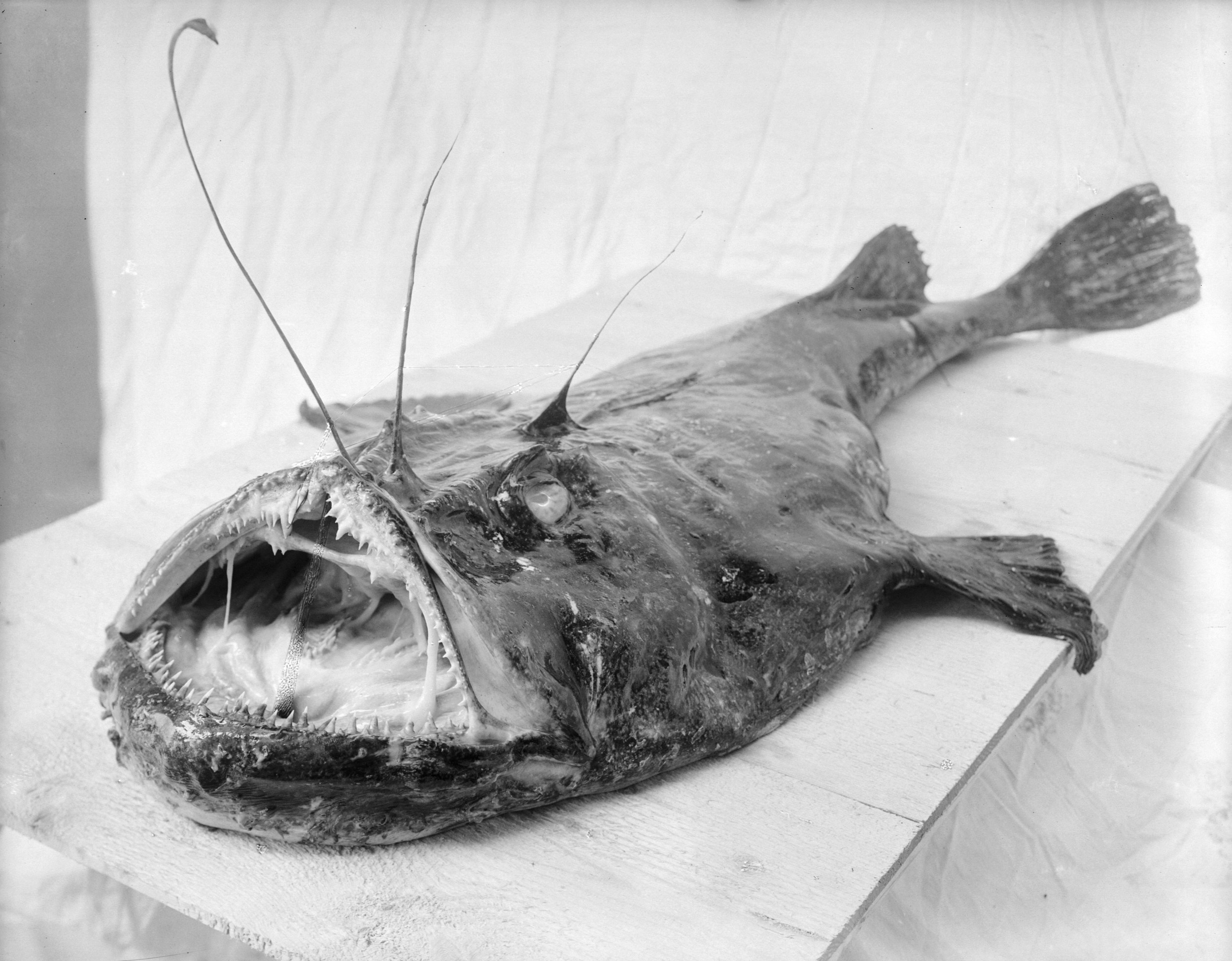 How a Blobfish (a Deep Sea Fish) Looks with and without the