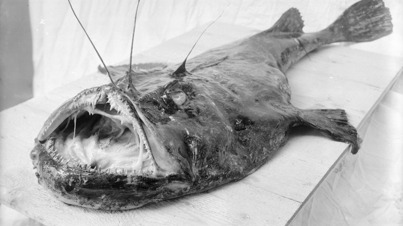 Why do blobfish get all melty when pulled out of the water but not