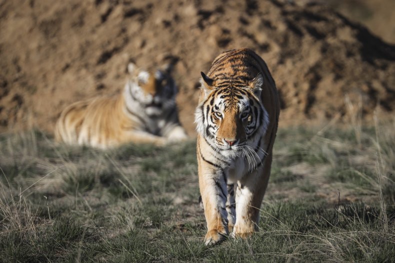 Tiger King rescued tigers animal sanctuary Colorado