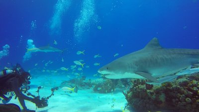 Sharks, great white sharks, ocean, filming Sharks, great white sharks, ocean, filming