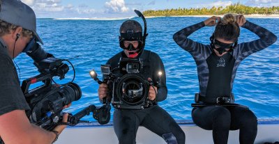 Tiger sharks, sharks, oceans Tiger sharks, sharks, oceans