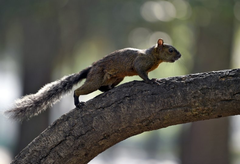 Squirrel in Mexico