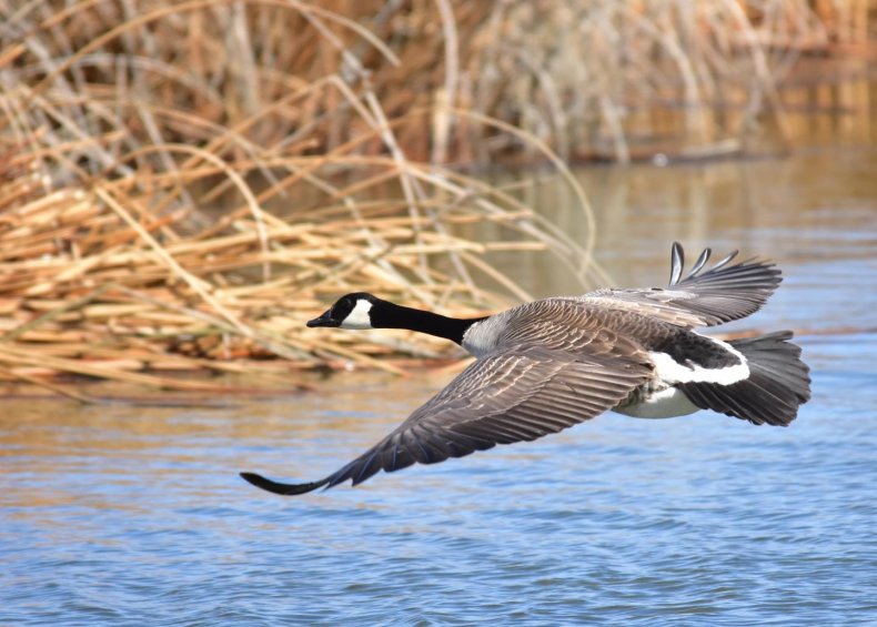 Canada geese