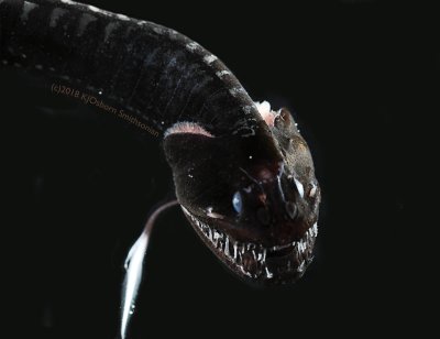 deep sea fish deep sea fish