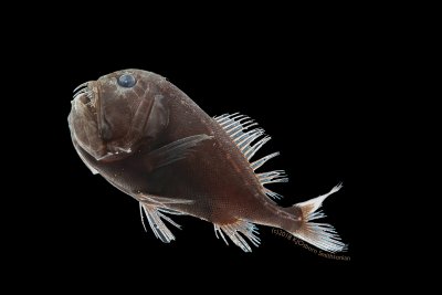 deep sea fish deep sea fish