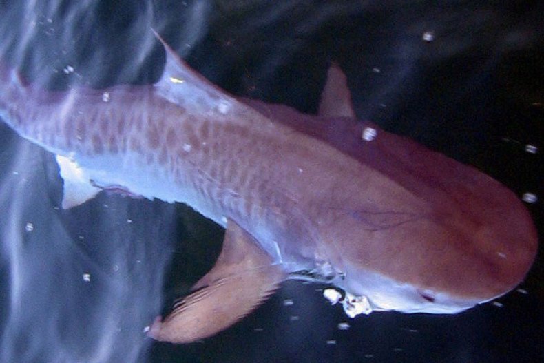 tiger shark