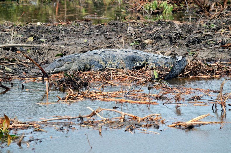Mexican crocodile in Cancun